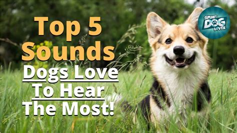 Top 5 Sounds Dogs Love To Hear The Most Sounds That Your Dog Will