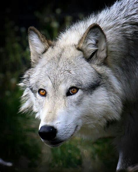 Grey Wolf Eyes Wolves Of The Wilderness Pinterest