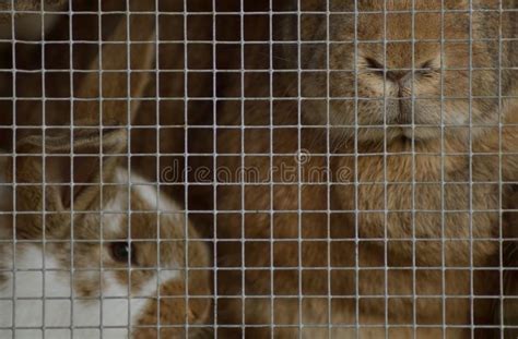 Rabbits In Hutch Stock Image Image Of Door Cage Bunny 107615325