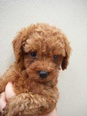 Find poodles wanted, to adopt, and better than craigslist. Toy Poodle Puppies FOR SALE ADOPTION from Johor Sekudai ...