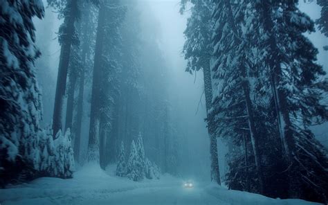 Nature Winter Snow Tree Trees Trees Road Vehicle Car Cold