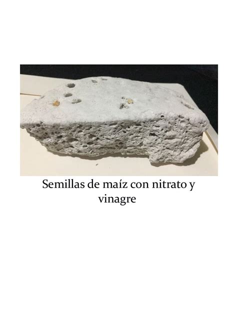 Calaméo Semillas De Maíz Con Nitrato Y Vinagre