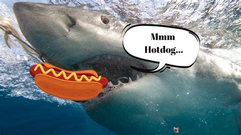 … so shark is halal. What Do Sharks Eat?