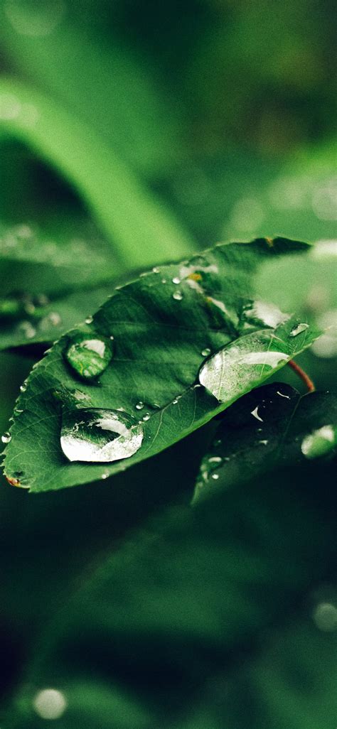 Leaf Rain Bokeh Iphone X Wallpapers Free Download