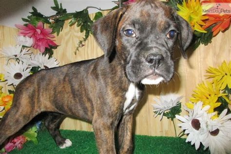 Boxer Puppies For Adoption In Illinois Bullboxer Puppies For Sale
