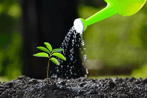 How Often Do You Need To Water Newly Planted Trees Gardening Dream