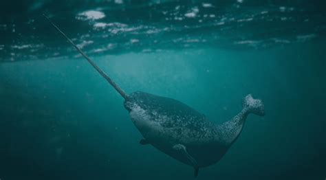 Baby Narwhals 7 Fascinating Facts About The Unicorn Of The Sea