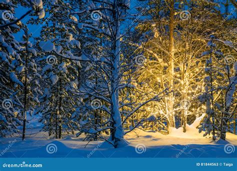 Winter Night In Forest And Christmas Tree Glowing Lights Stock Image