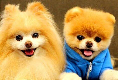 Perritos Chiquitos Boo The Cutest Dog Boo The Dog Cute Baby Dogs