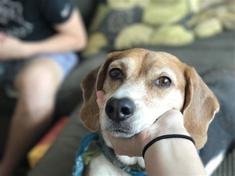 Lovable Dogs Around The World Maggie The Beagle