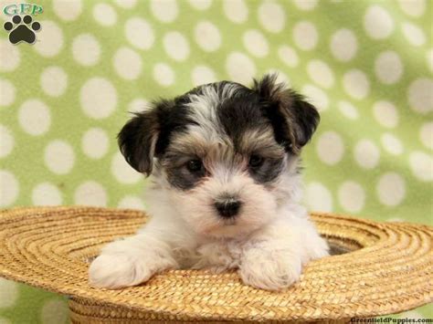 Well you're in luck, because here they come. Morkies+for+Sale+in+Ohio | Morkie / Yorktese Puppies For ...