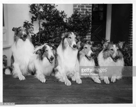 A Group Of Dogs That Take Turns Playing The Role Of Lassie In A Scene