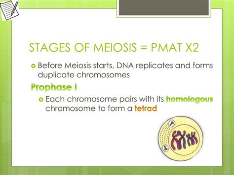 In this video i demonstrate how to use dual coding to introduce and teach mitosis. PPT - Mitosis and Meiosis PowerPoint Presentation, free download - ID:2275167