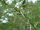 african thorn tree photo & image | plants, fungi & lichens, trees ...