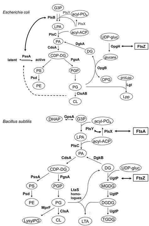 Lipid Biosynthetic Pathways And Interactions Of Phospholipid