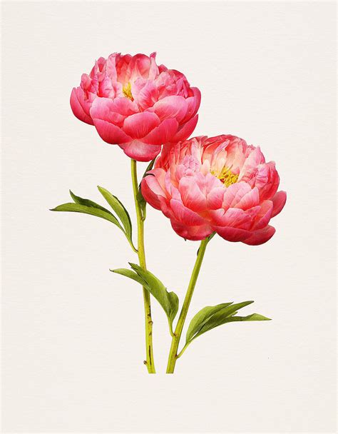 Kenji Tomas Most Beautiful Flowers British Journal Of