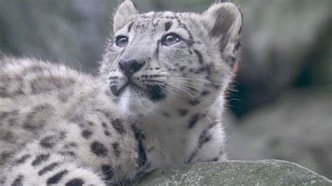 Snow Leopard Cub Makes Public Debut At Bronx Zoo