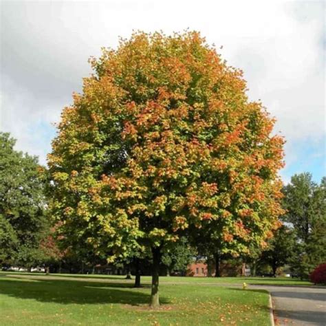 42 Common Types Of Maple Trees Growing In The Usa Photos Progardentips