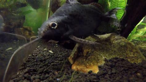 African Featherfin Squeaker Catfish Synodontis Eupterus Youtube