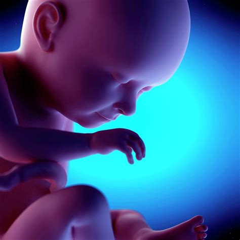 Human Fetus At Week 37 Of Gestation Photograph By Sebastian Kaulitzki