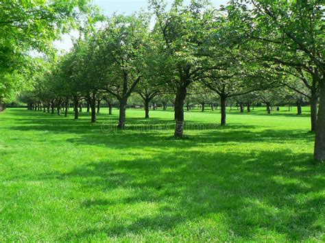 Rows Of Trees At Brooklyn Botanic Garden Editorial Image Image Of