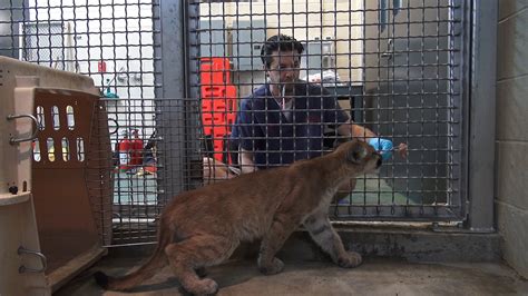 Two Orphaned Mountain Lion Cubs Thriving At Oakland Zoo