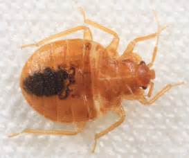 Common Bed Bug Cimex Lectularius Bugguidenet
