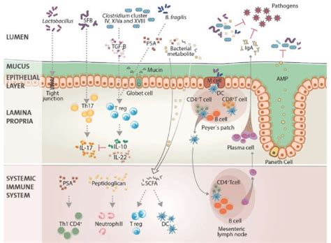 Dynamic Interactions Between The Gut Microbiota And The Immune System