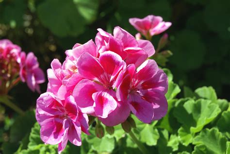 What To Plant With Geraniums In Garden