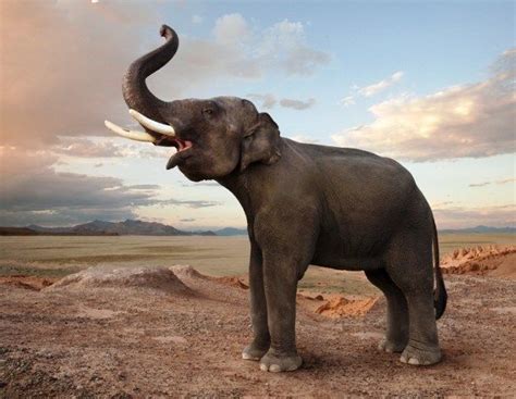Elephants Produce Several Types Of Sounds Perhaps The Most Well Known