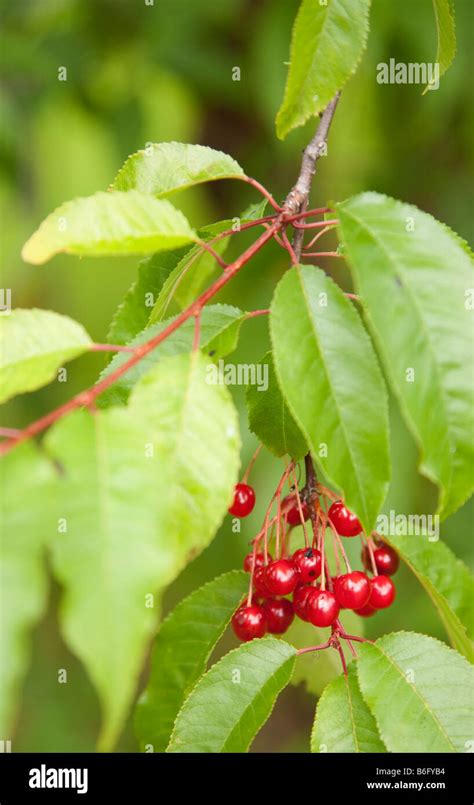 Pin Cherry Berries Prunus Pensylvanica Stock Photo 21249064 Alamy
