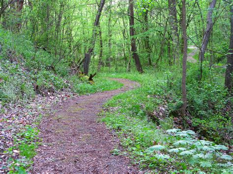 Spring Path Forest Forest Trails Free Nature Pictures By