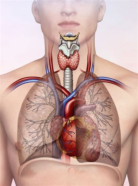 Ilustração Humana Do Sistema Respiratório Ilustração Stock Ilustração de laringe faringe