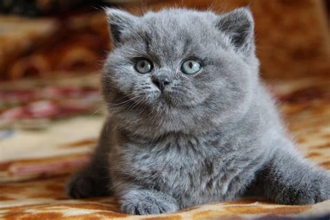 Blue British Shorthair The Cutest Teddy Bear Of Cat Kingdom Will