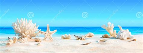 Landscape With Seashells On Tropical Beach Stock Photo Image Of