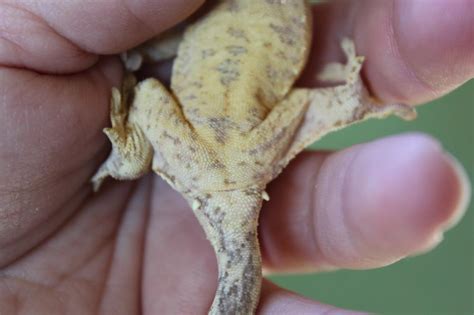 Sontak nenek atau kakek yang. Pore sexing Male Crested Geckos