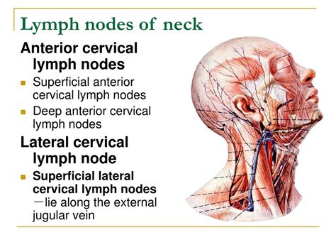 Lymph Node Neck Anatomy Glands ANATOMY STRUCTURE