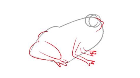 Frog Drawing Images At Getdrawings Free Download