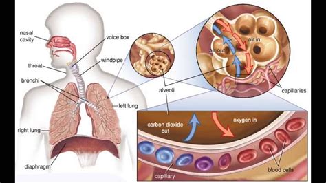 Biology How Do We Breathe And How Respiratory System Works 3d