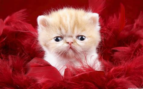 Cute Cat Wallpapers High Definition Wallpapers High Definition