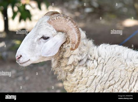 Wooly Sheep With Horns Stock Photo Alamy