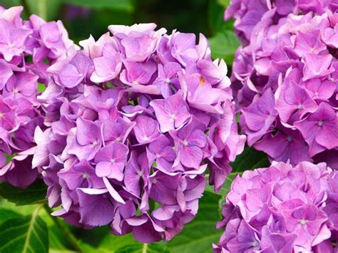 Hydrangea Flowers Different Types How To Grow And Care