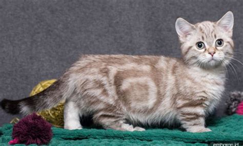 Kucing Munchkin 6 Jenis Karakteristik Harga Dan Cara Merawatnya