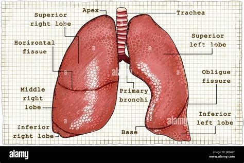 Los Pulmones Anatomía En El Clásico Estilo De Dibujo Fotografía De