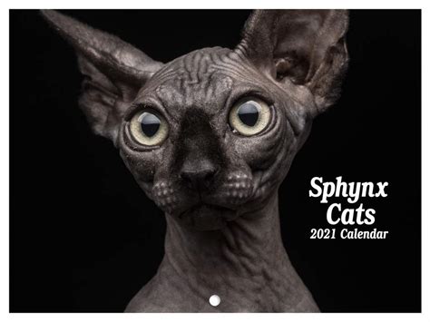 Buy Sphynx Cat 2024 Hairless Cat Wall Calander Online At Desertcartbahamas