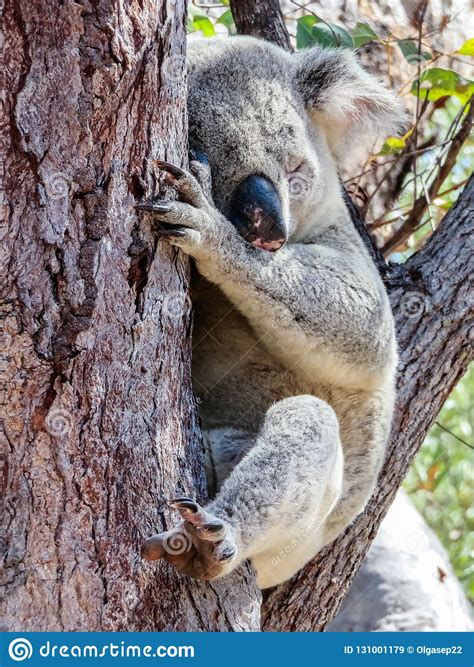 An Australian Wild Koala Bear Sleeping In Eucalyptus Or