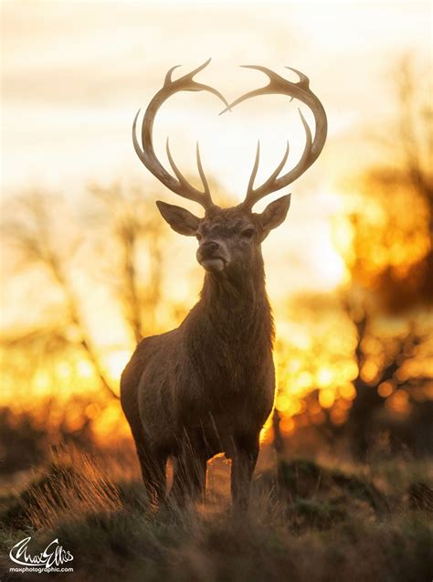 Love You Deer A Rare Sighting Of The Loveyoudeer Only Seen On
