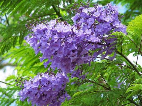 This weeks rain invoked shrubs with purple flowers everywhere. 蓝花楹图片_风景花卉的蓝花楹图片大全 - 花卉网