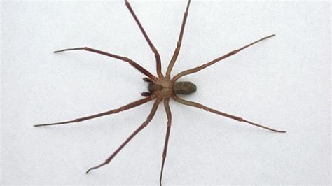 How To Correctly Treat A Brown Recluse Spider Bite Daily Mail Online