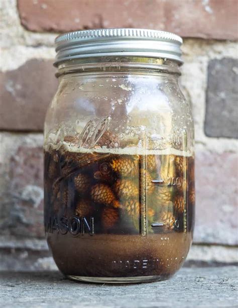 Making Fermented Pine Cone Syrup Or Mugolio